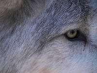 Arctic Wolf 038